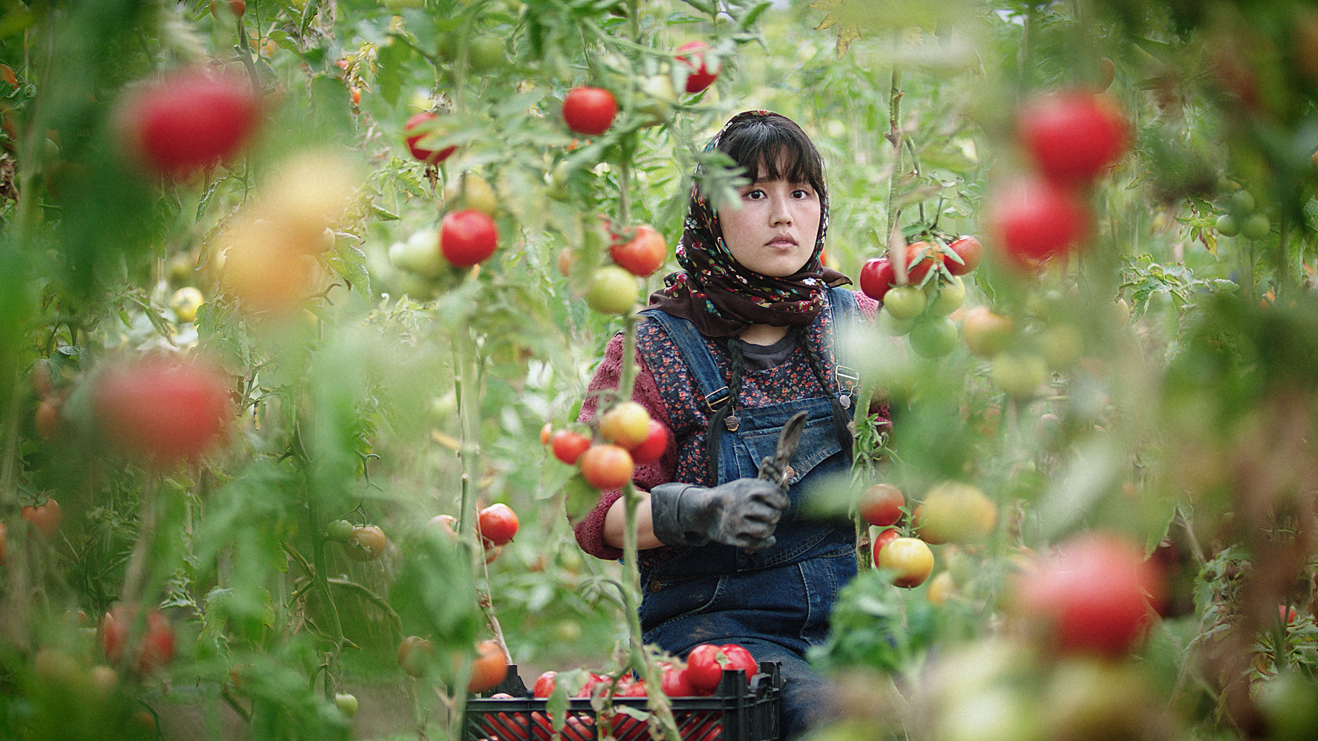 In the Land of Brothers, Leila nel campo agricolo